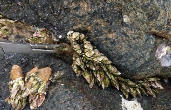 小众送妈妈的花有哪些花