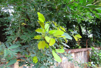 黄花梨花有蜜吗