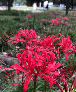 小众送妈妈的花有哪些花