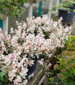 小众送妈妈的花有哪些花