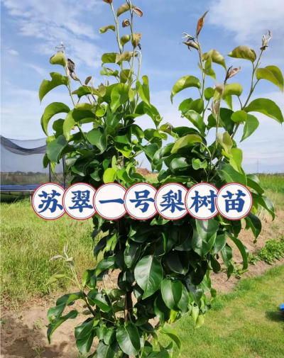 新品种梨苗有哪些