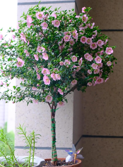 小众送妈妈的花有哪些花