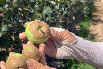 苹果树上的苹果怕冻吗