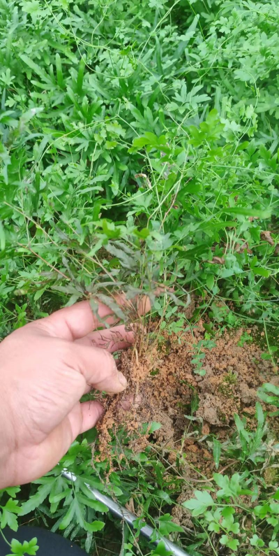 小众送妈妈的花有哪些花