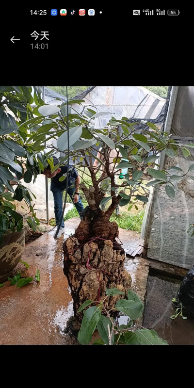 小众送妈妈的花有哪些花