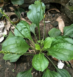 车前草是什么植物