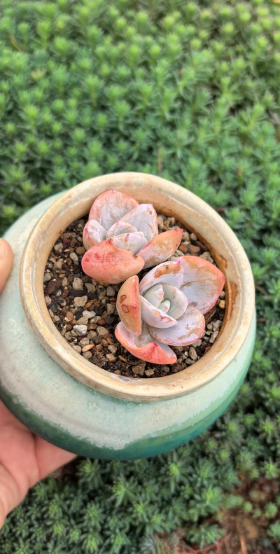 小众送妈妈的花有哪些花