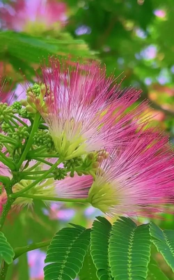 小众送妈妈的花有哪些花