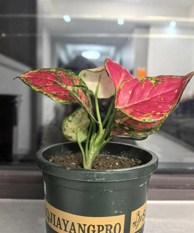 吉利红能活多久