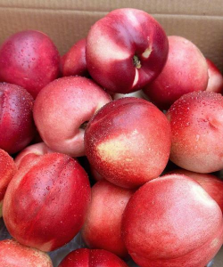 最大最甜的油桃品种