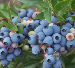 小众送妈妈的花有哪些花