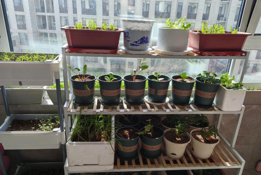 小众送妈妈的花有哪些花