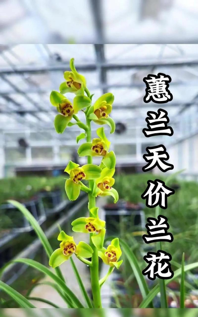 小众送妈妈的花有哪些花