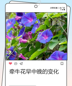 小众送妈妈的花有哪些花