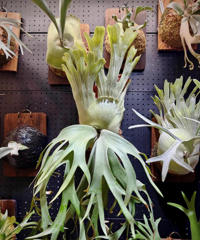 小众送妈妈的花有哪些花