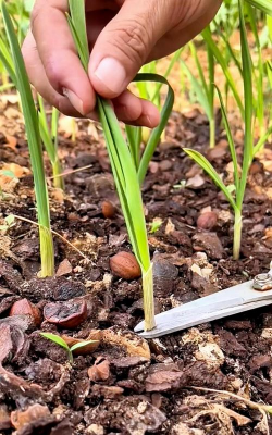 小众送妈妈的花有哪些花