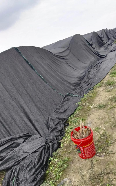 小众送妈妈的花有哪些花