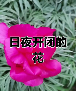小众送妈妈的花有哪些花