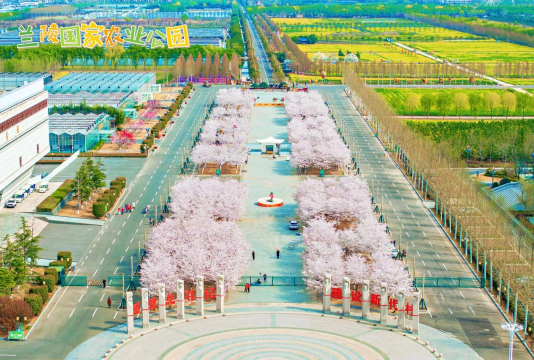 小众送妈妈的花有哪些花