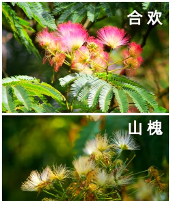 小众送妈妈的花有哪些花