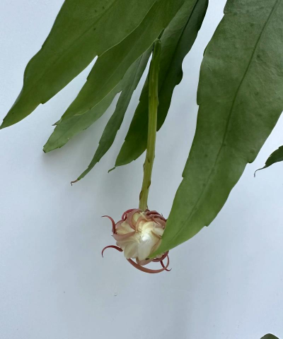 小众送妈妈的花有哪些花