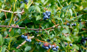 小众送妈妈的花有哪些花