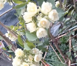 小众送妈妈的花有哪些花