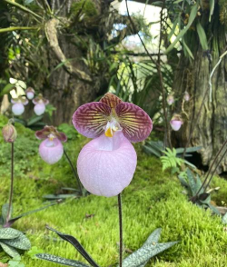 小众送妈妈的花有哪些花