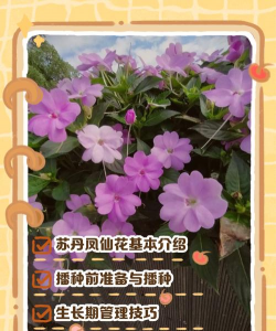 小众送妈妈的花有哪些花