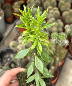 小众送妈妈的花有哪些花