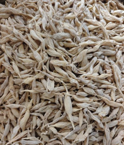 小众送妈妈的花有哪些花