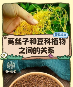 菟丝子和豆科植物是什么关系