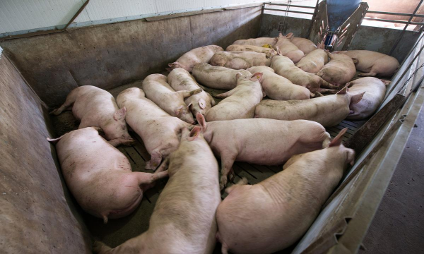 小众送妈妈的花有哪些花