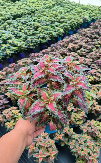 小众送妈妈的花有哪些花