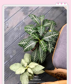 小众送妈妈的花有哪些花