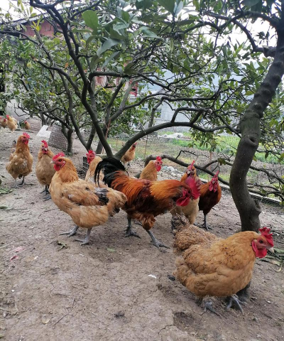 小众送妈妈的花有哪些花