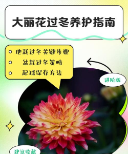 大丽花如何过冬