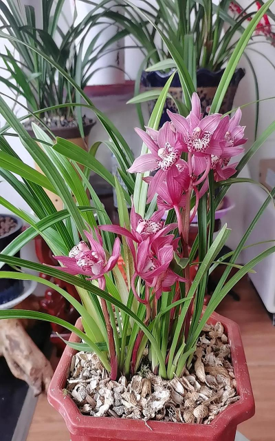 小众送妈妈的花有哪些花