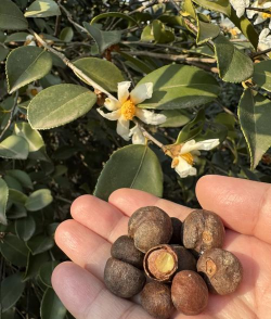 油茶种子可在立冬播种吗