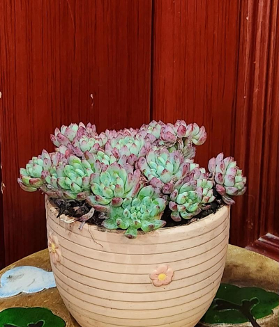 小众送妈妈的花有哪些花