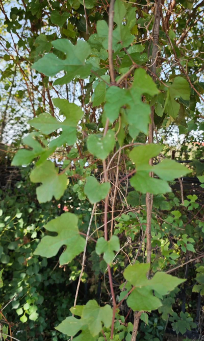 小众送妈妈的花有哪些花