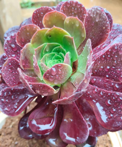 小众送妈妈的花有哪些花