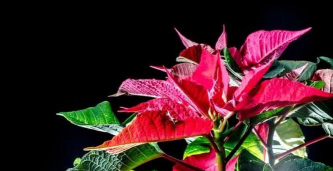 小众送妈妈的花有哪些花