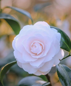 小众送妈妈的花有哪些花