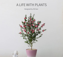 小众送妈妈的花有哪些花