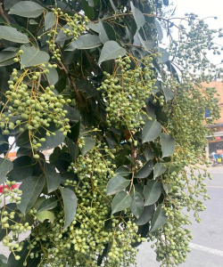 小众送妈妈的花有哪些花