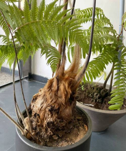 小众送妈妈的花有哪些花