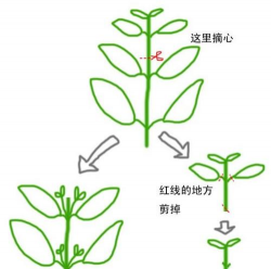 小众送妈妈的花有哪些花