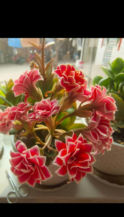 小众送妈妈的花有哪些花