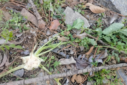 雪里红抗零下几度低温